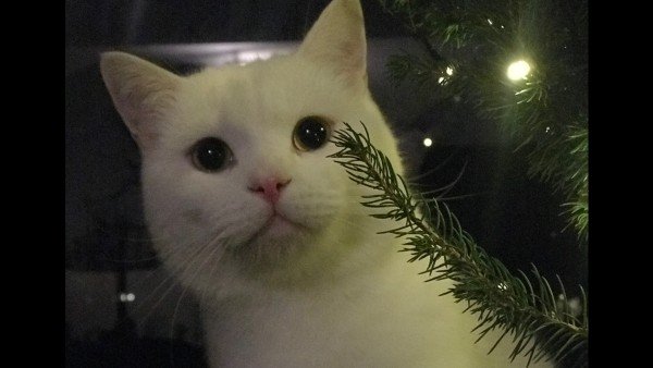 Otis