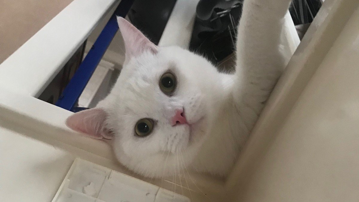 Otis