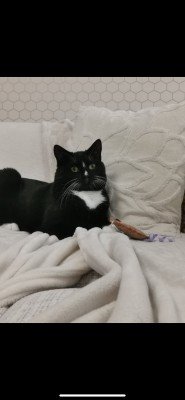 Oreo