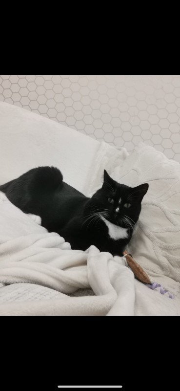 Oreo