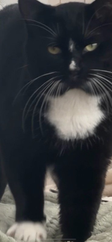 Oreo