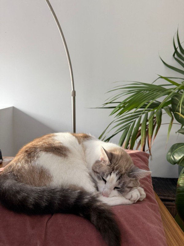 Lily