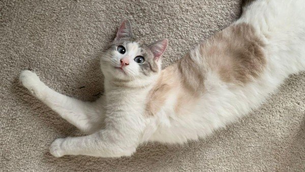 Lily
