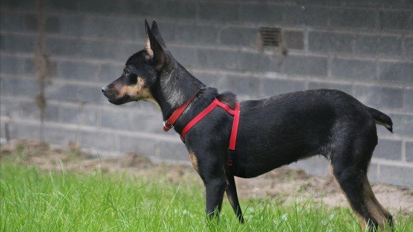 Romy