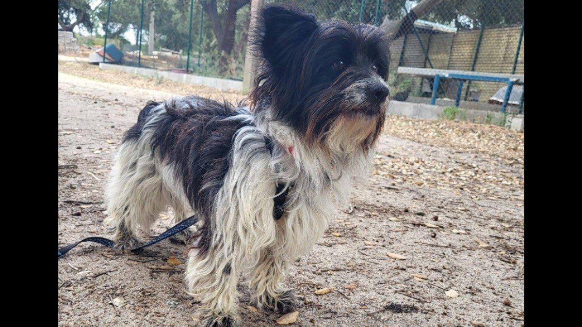 Leila