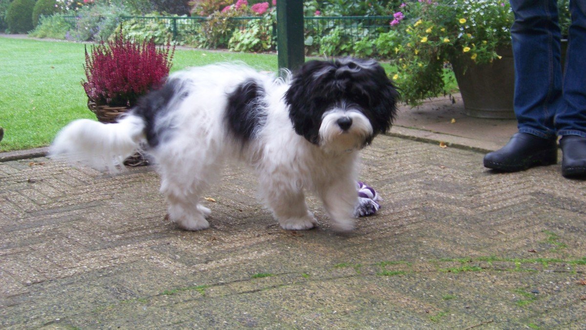 Joep