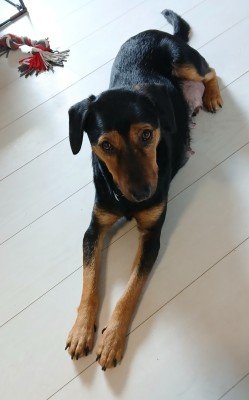 Berina