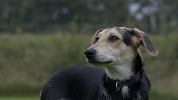 Graham