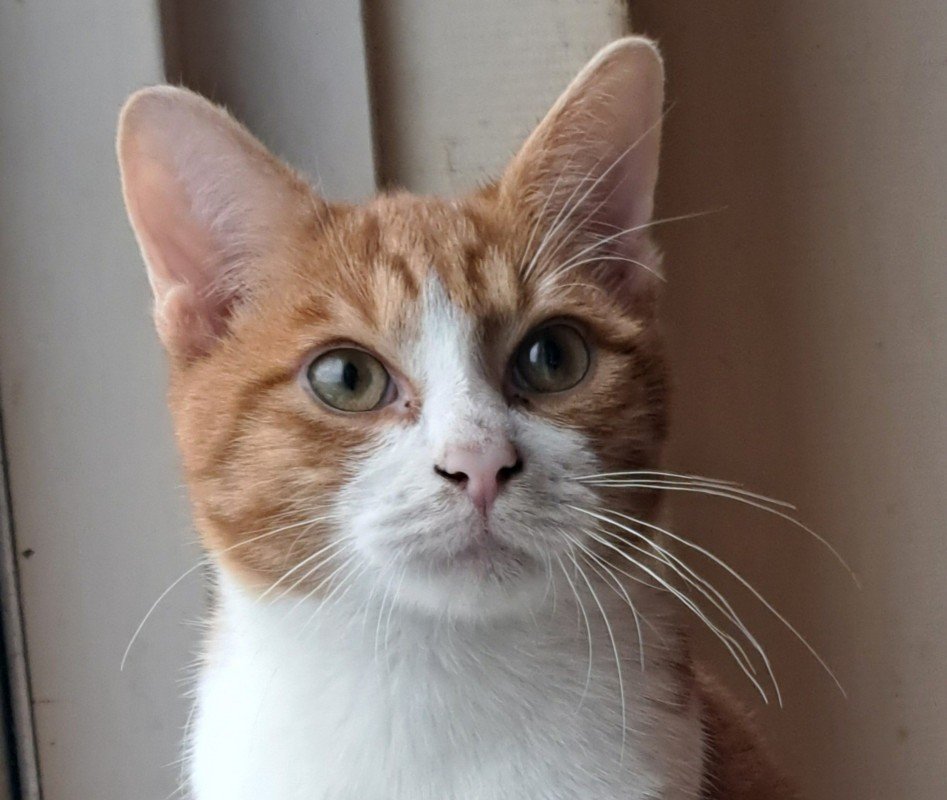 Sammy
