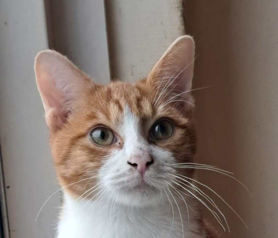 Sammy