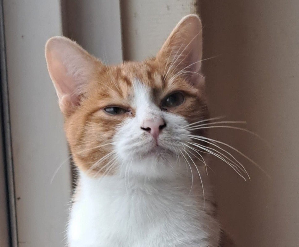 Sammy