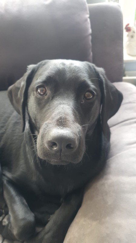 Beau
