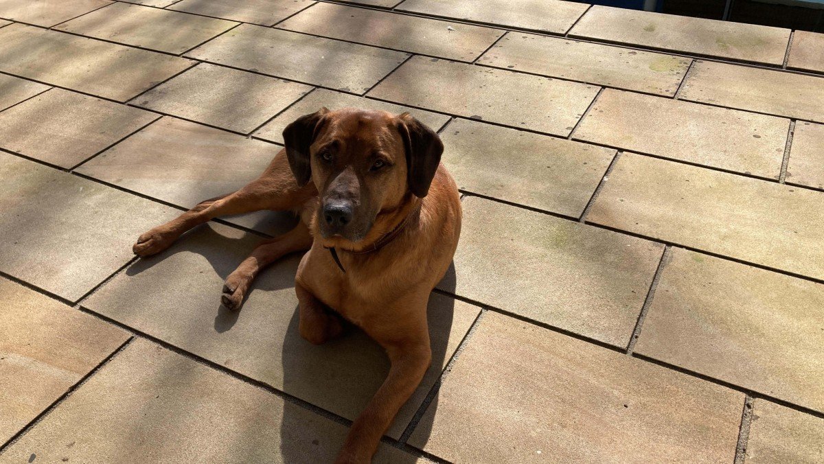 Rudi