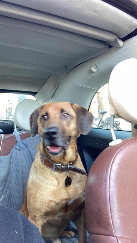 Rudi