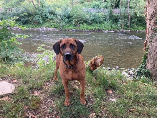 Rudi
