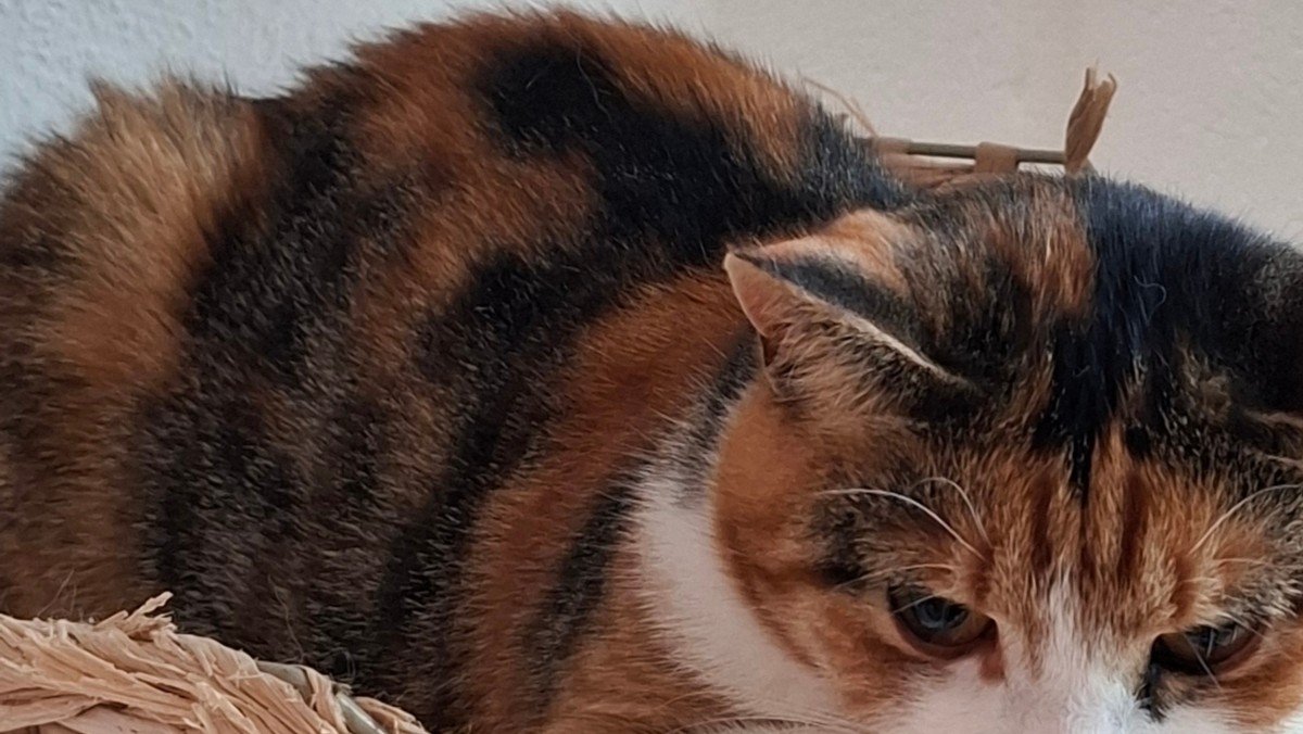 Guusje