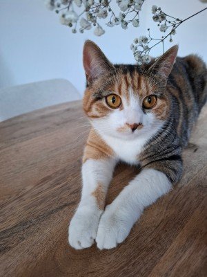 Guusje
