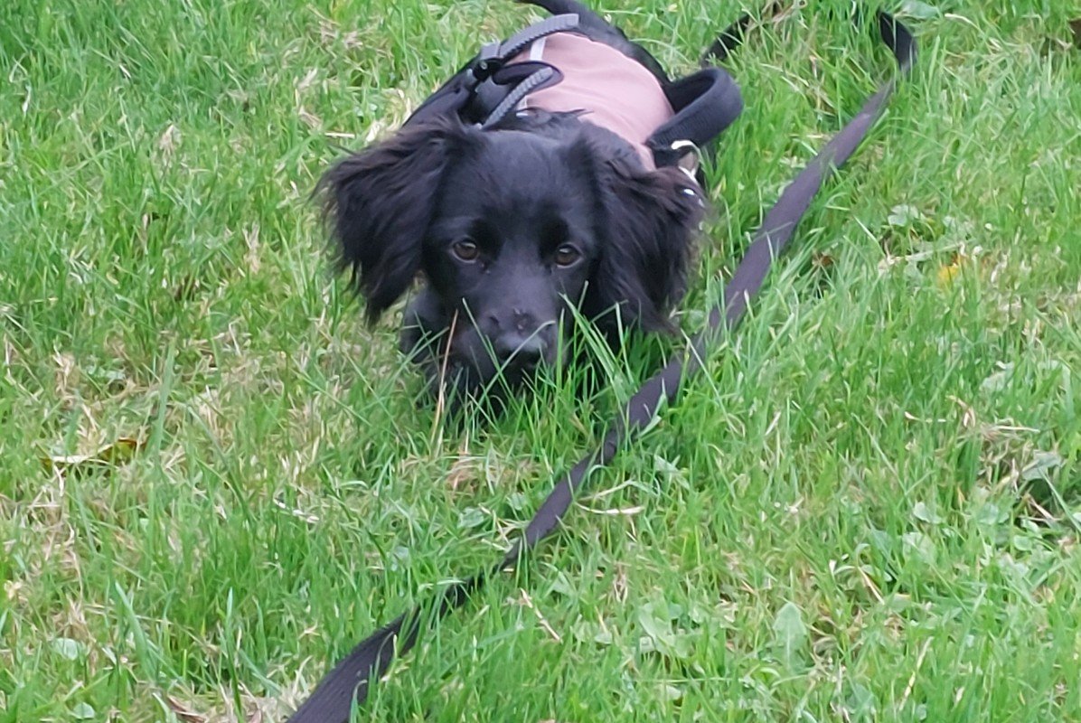 Niki