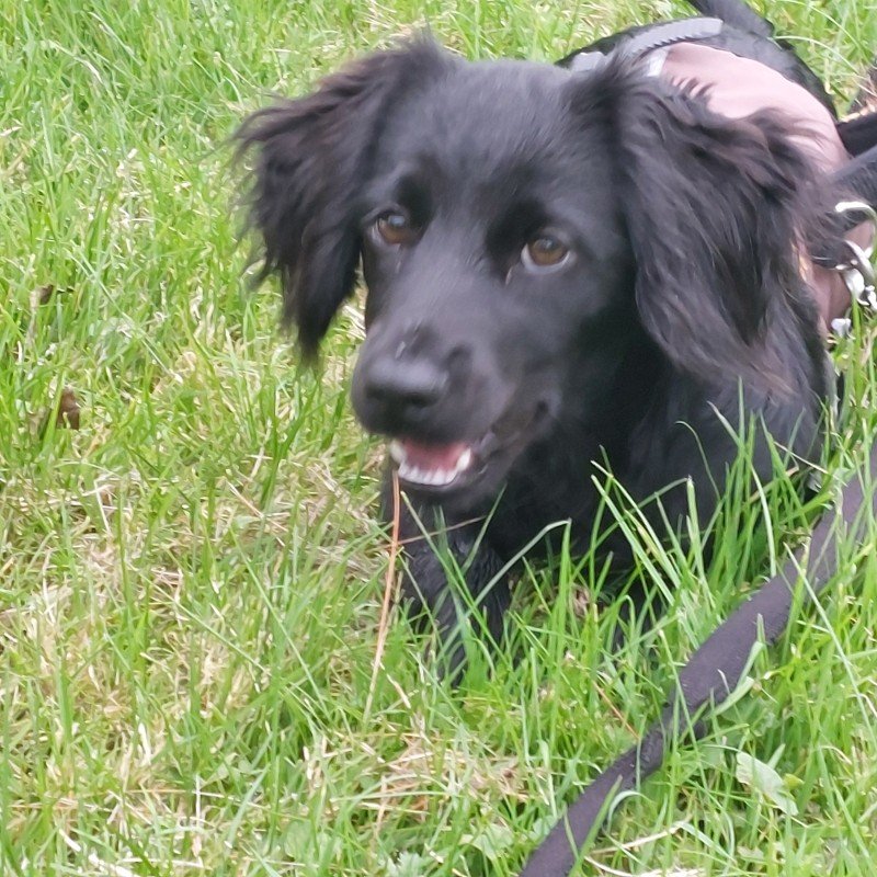 Niki