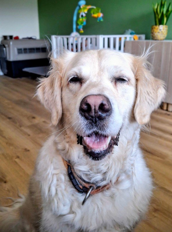 Nala