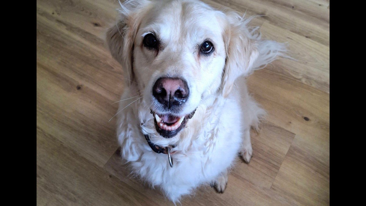 Nala