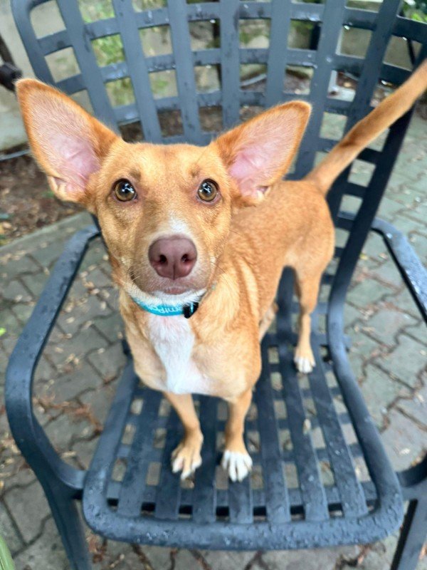 Tinker Bell