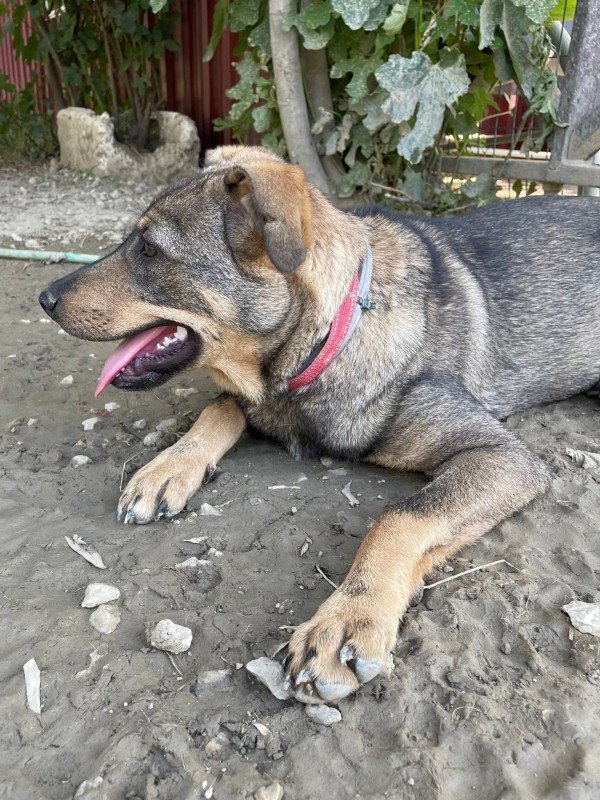 Susi