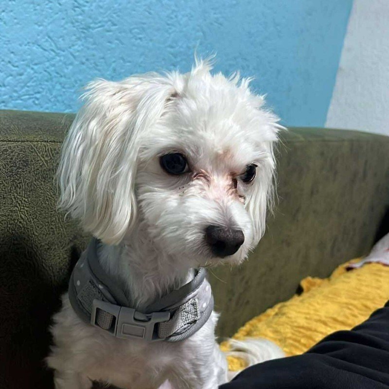 Mickey
