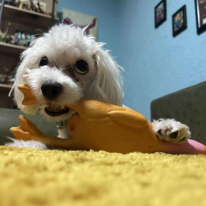 Mickey