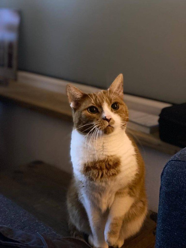 Gizzy