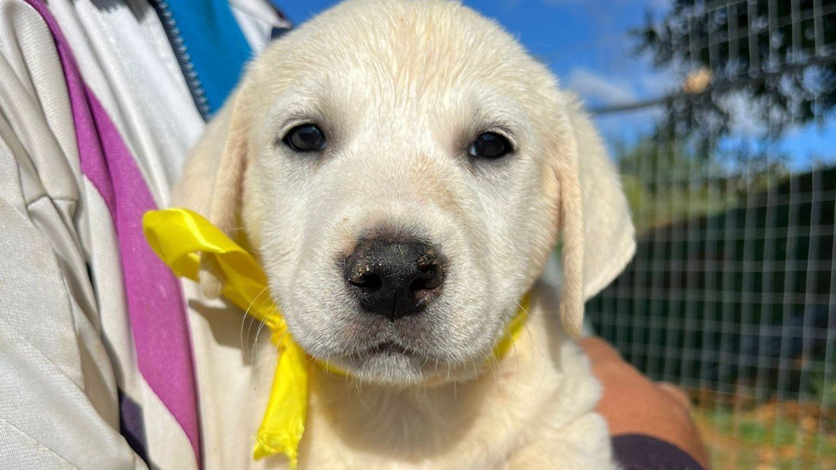 Mateo