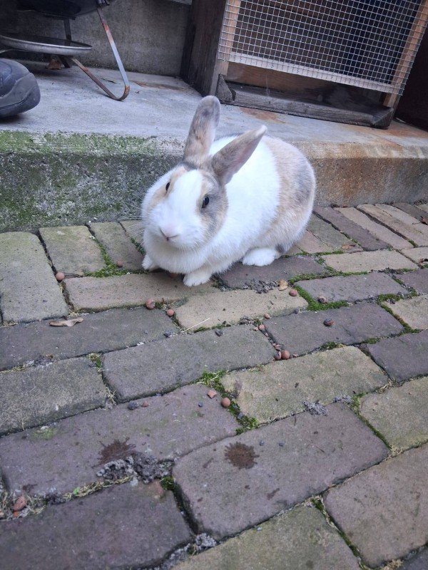 Pieter
