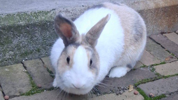 Pieter