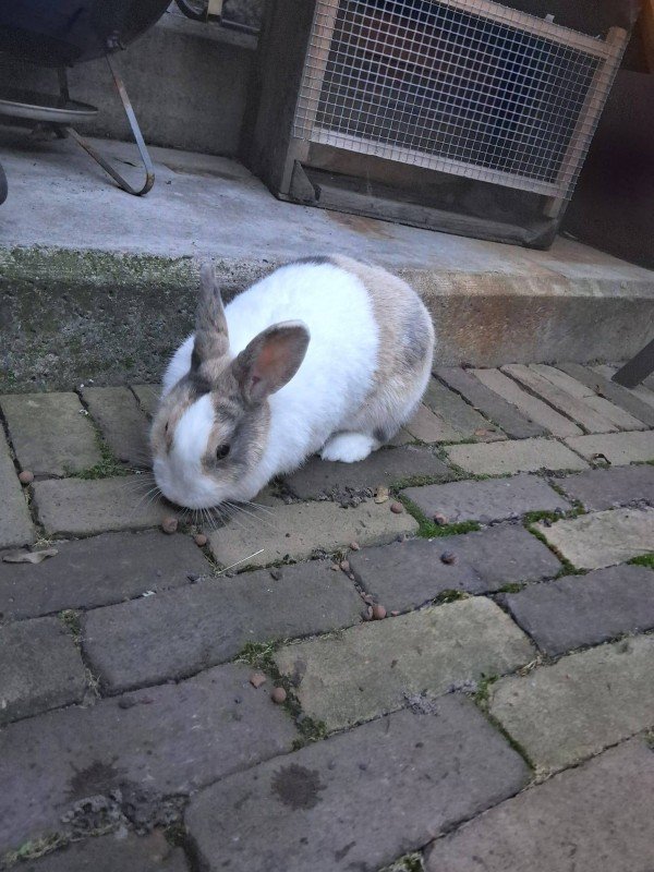 Snuitje