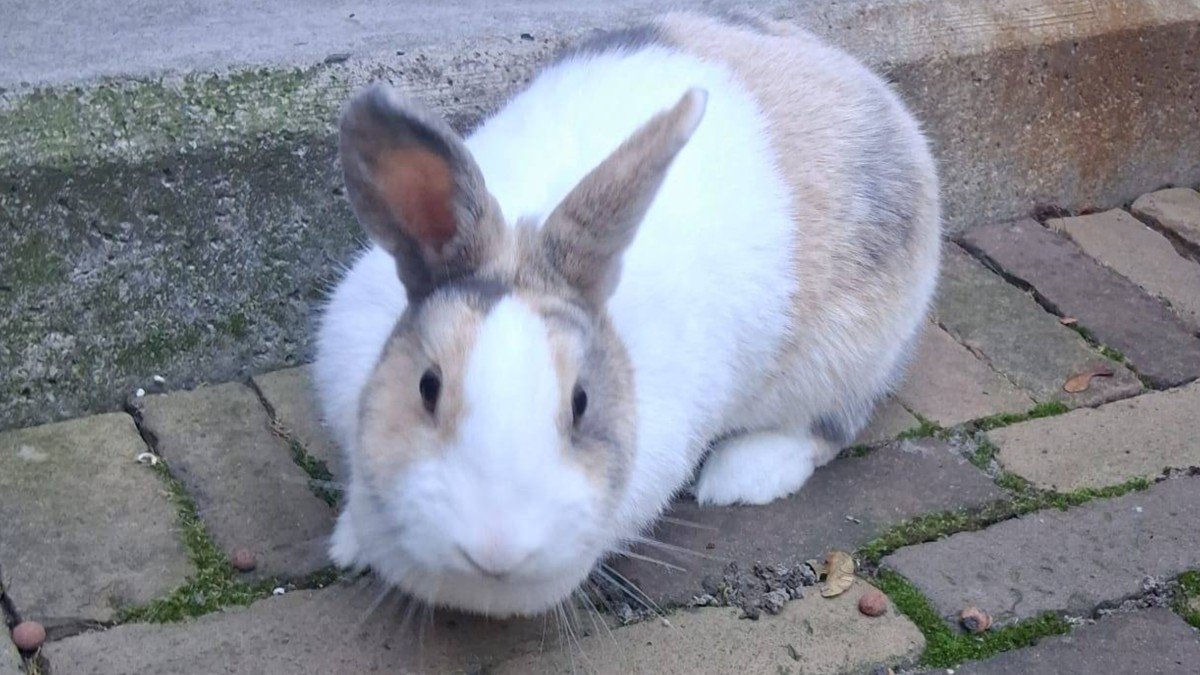Snuitje