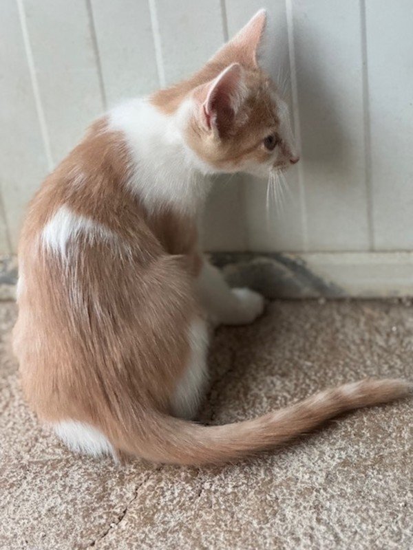Iñigo