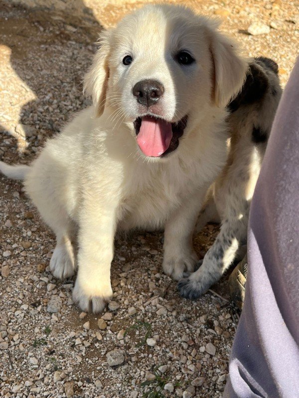 Jack