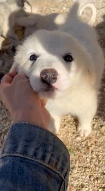 Bo