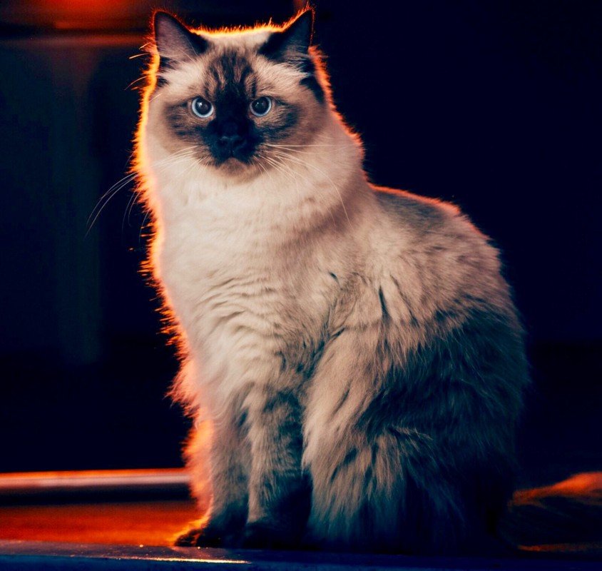 Poes