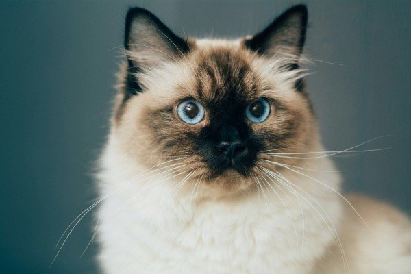 Poes