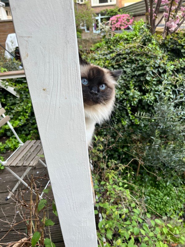 Poes