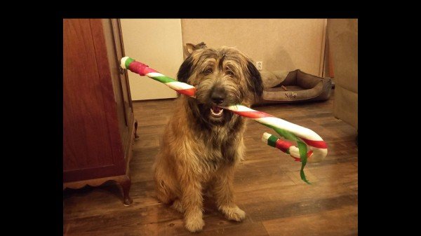 Balou