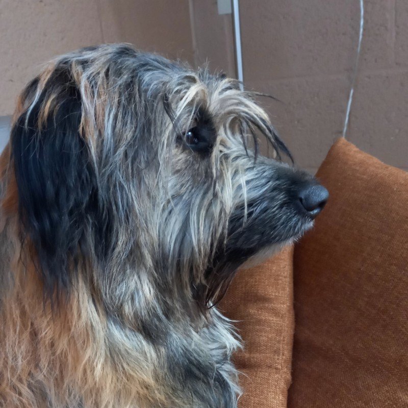 Balou