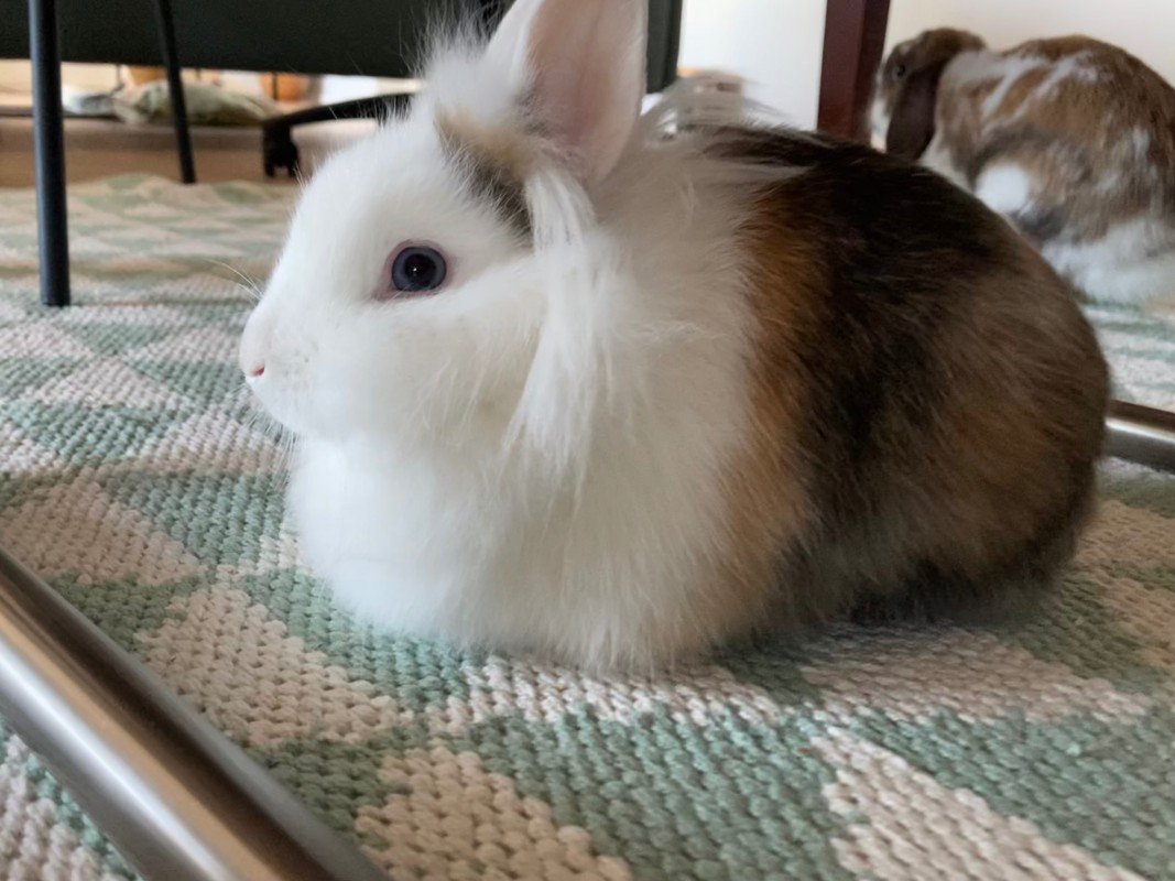 Indie