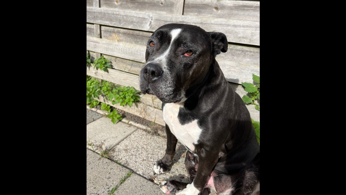 Daisy