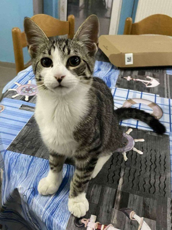 Tom