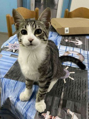 Tom