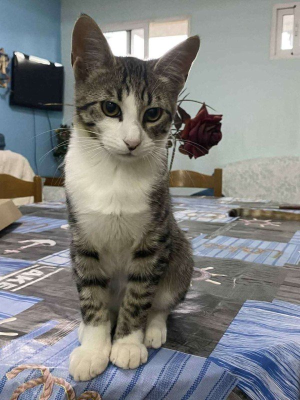 Tom