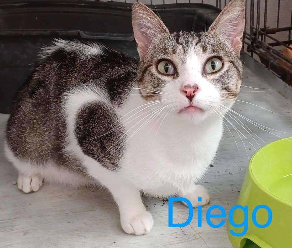 Diego