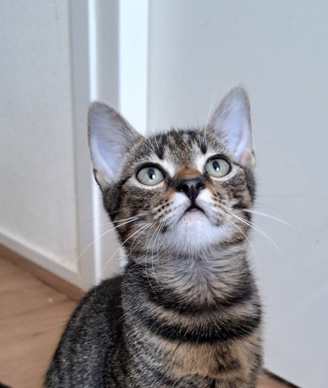 Roni
